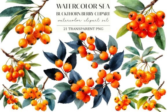 Download Watercolor Sea Buckthorn Berry Clipart - Berry Collection